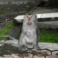 20100414_Bali-MonkeyForrest-Tannah Lot__28 of 36_.jpg